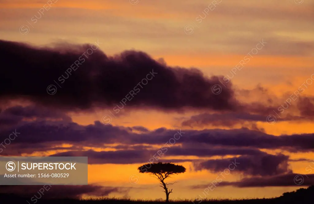 Acacia tree. Masai Mara. Kenya
