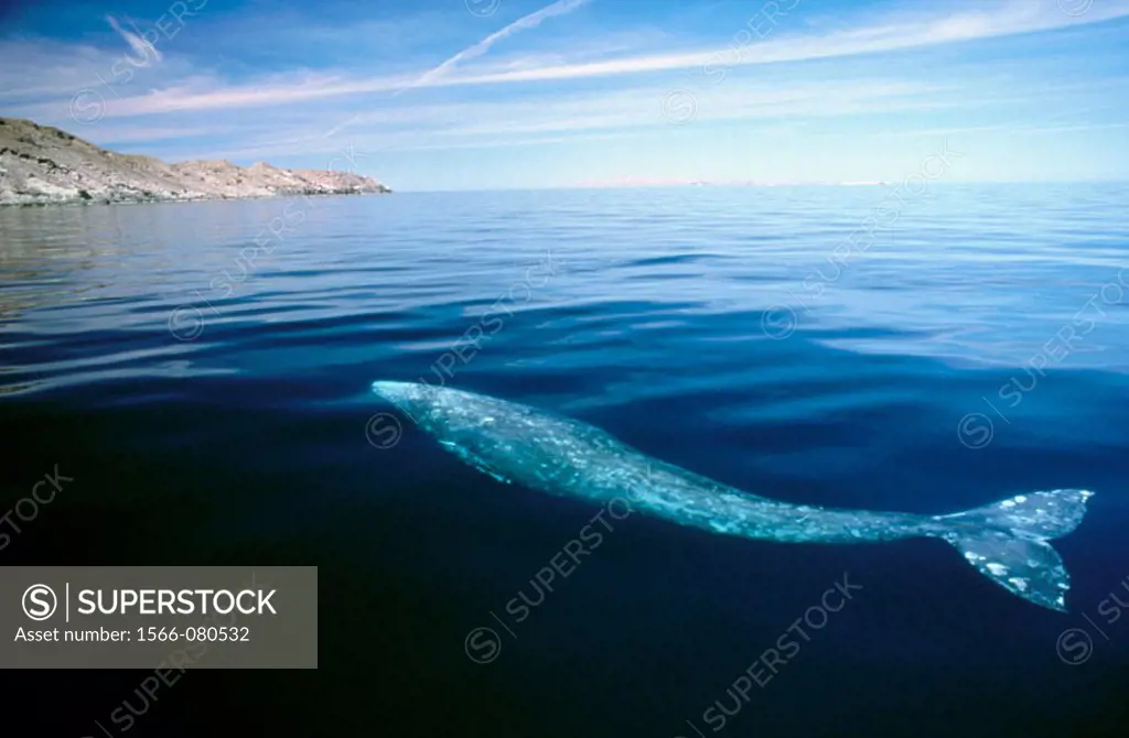 Gray Whale (Eschrichtius robustus). Salsipuedes Island. Gulf of California. Mexico