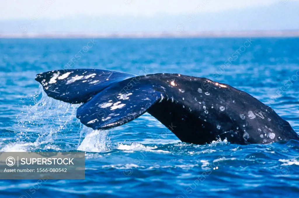 Gray Whale (Eschrichtius robustus). San Ignacio lagoon. Baja California. Mexico