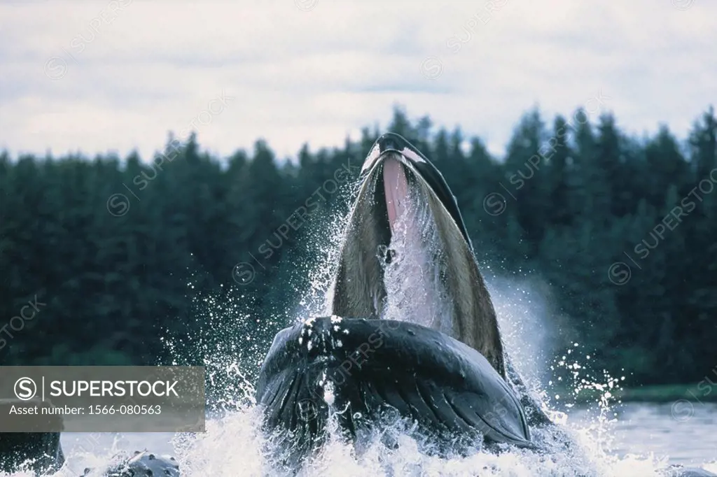 Humpback Whale (Megaptera novaeangliae). Alaska. USA