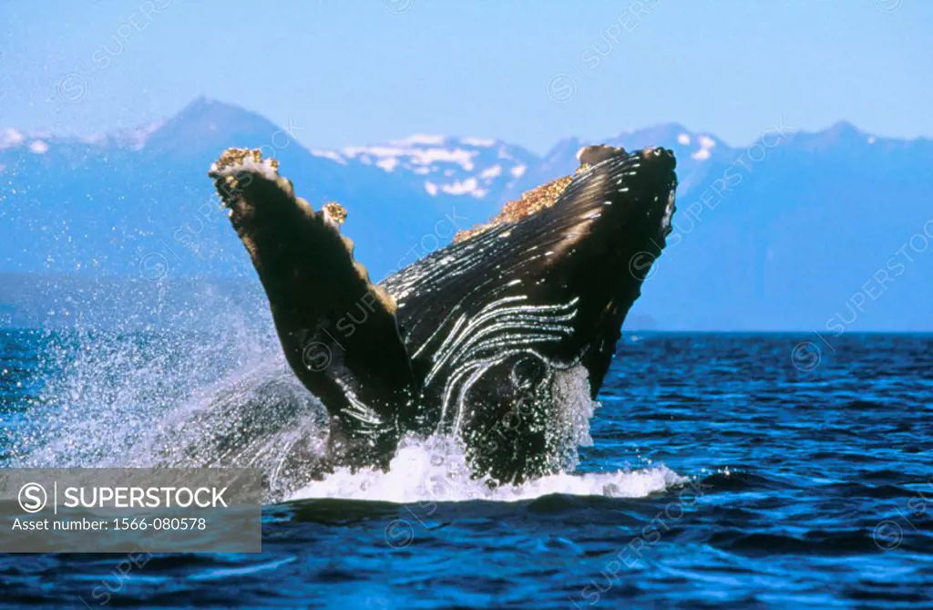 Humpback Whale (Megaptera novaeangliae), calf. Icy Strait. Alaska. USA