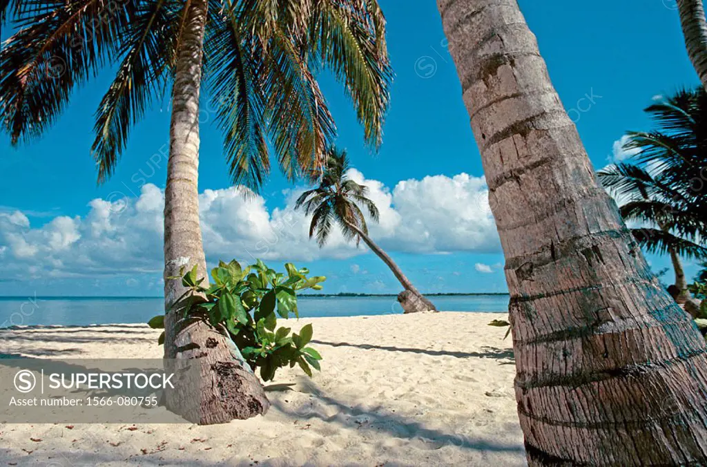Tropical beach and palm trees. Bay islands. Caribbean. Honduras