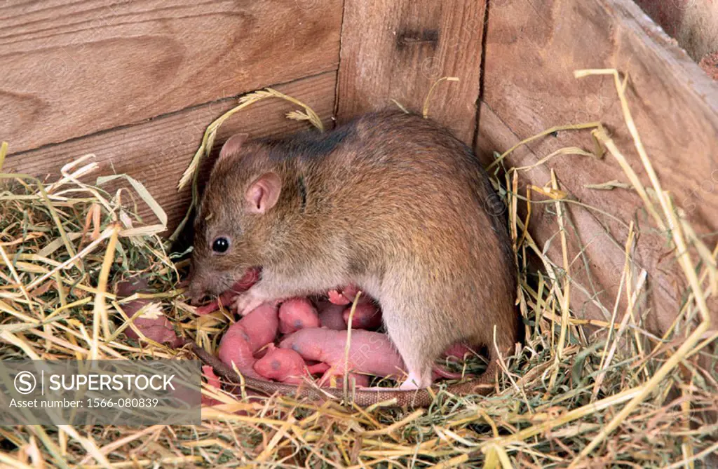 Brown Rats (Rattus norvegicus)