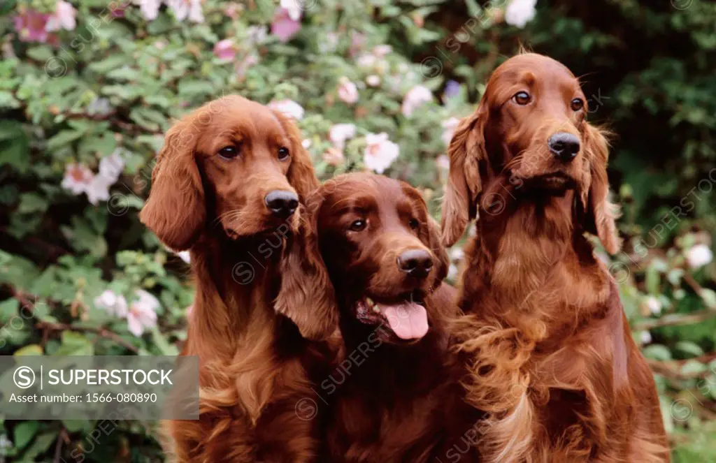 Irish or Red Setters