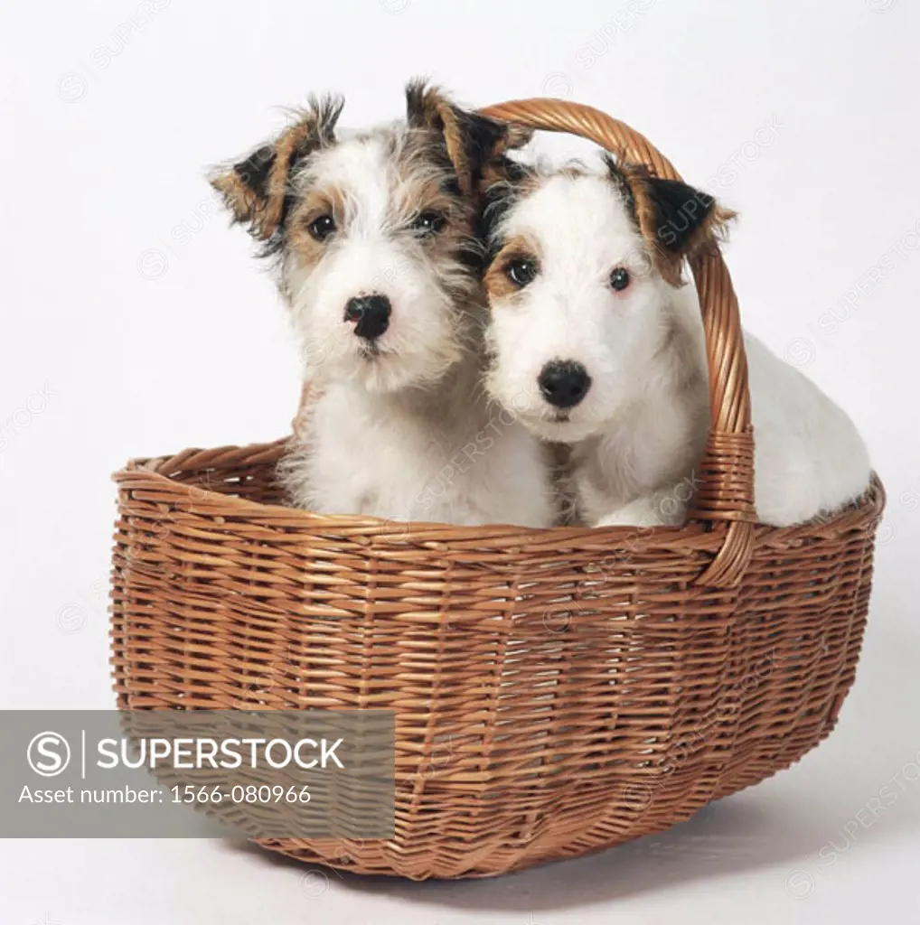 Jack Russell-Lakeland Terrier cross breed puppies