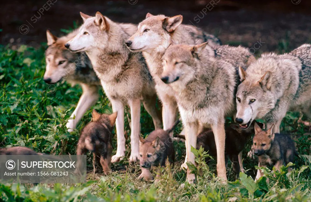 Group of Grey Wolves (Canis lupus)
