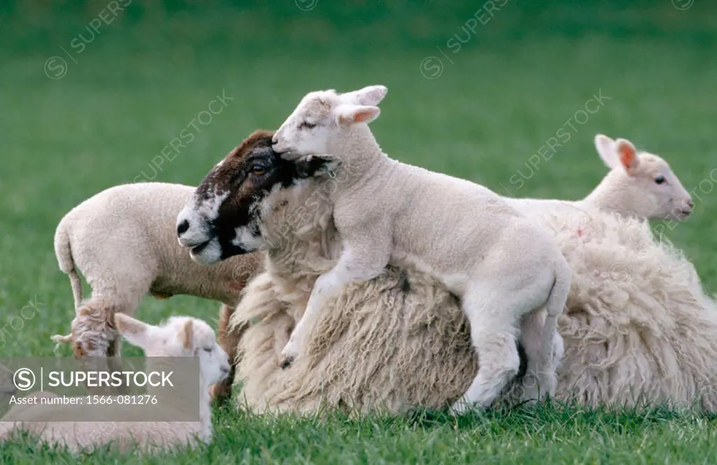 Ewe and lambs. UK