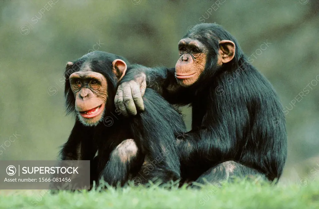 Chimpanzees. UK