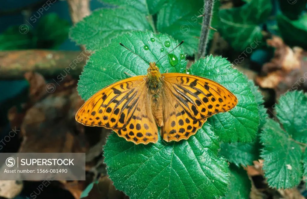 Silver-washed Fritillary (Argynis paphia)