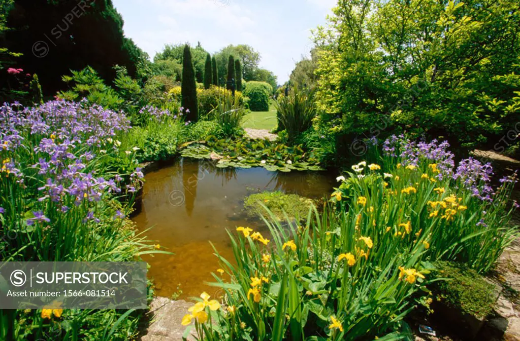 Pond and water plants in Barnsley House. Cirencester. Gloucestershire. UK