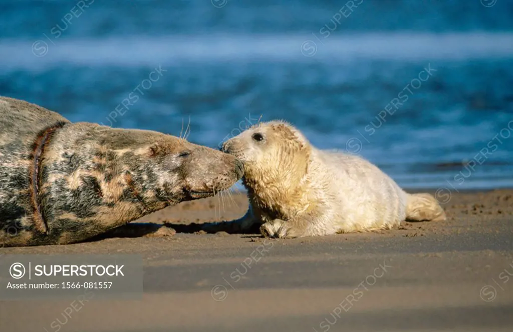 Grey Seal (Halichoerus grypus) with pup