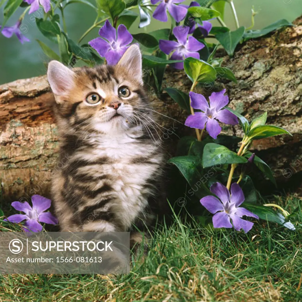 Tabby kitten and flowers
