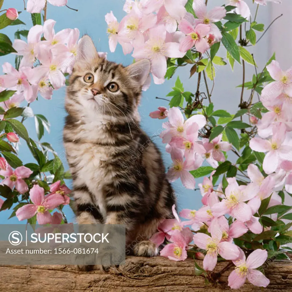8 weeks old tabby kitten with Clematis montana flowers