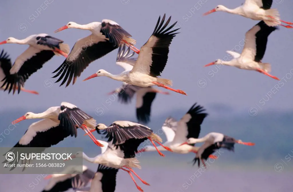 White Storks (Ciconia ciconia). Serengeti NP. Tanzania