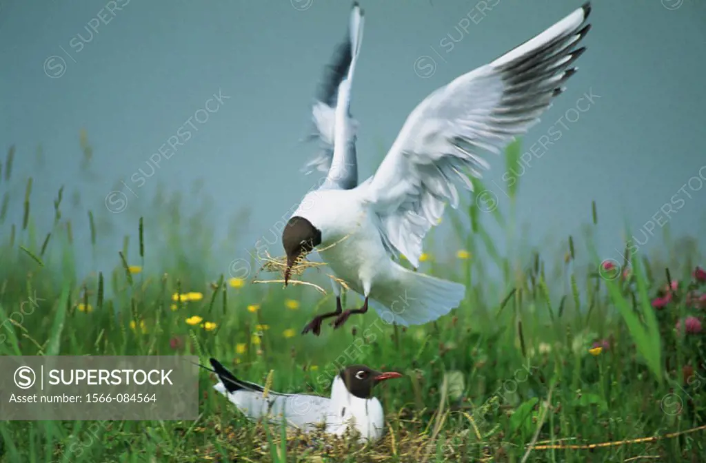 Black-headed Gulls (Larus ridibundus)