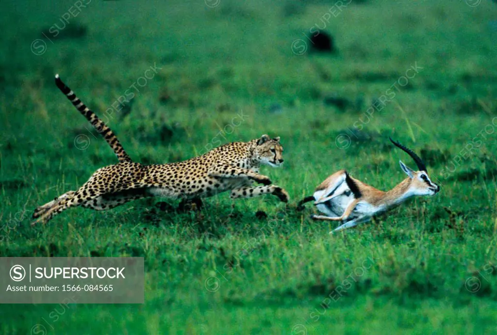 Cheetah (Acinonix jubatus) chasing Thomson´s Gazelle (Gazella thomsoni). Masai Mara. Kenya