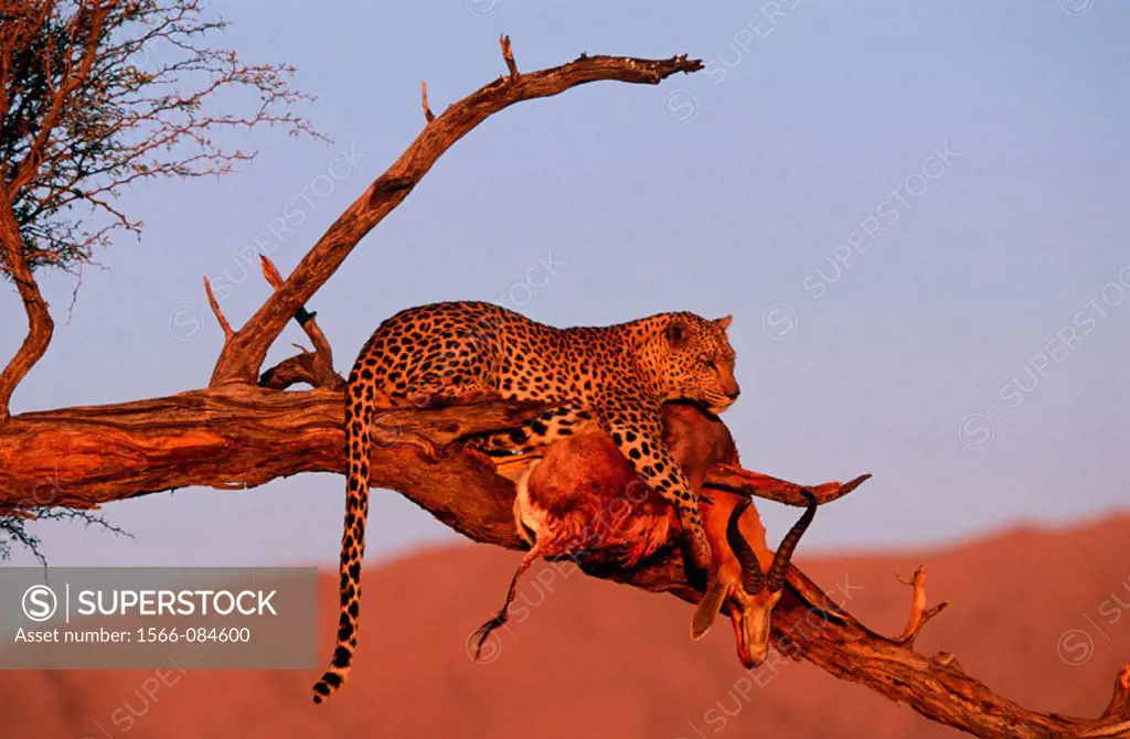 Leopard (Panthera pardus) with male springbuck (Antidorcas marsupialis) on a desert tree. Namibia
