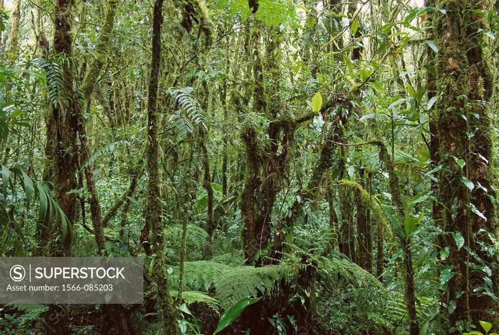 Tropical forest. Santa Elena Cloud Forest Reserve. Costa Rica
