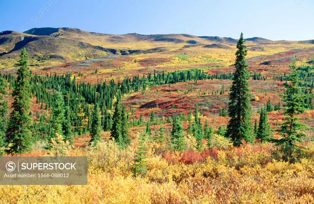 Autumn colors in the tundra. Denali NP. Alaska. USA