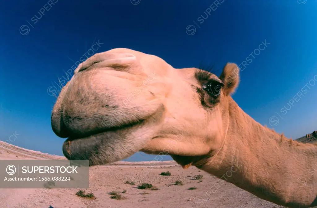 Camel (Camelus dromedarius). Bahrain