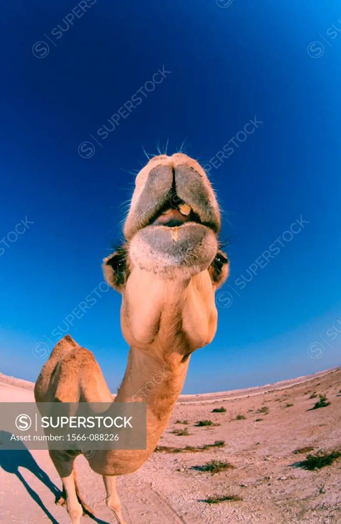 Camel (Camelus dromedarius). Bahrain