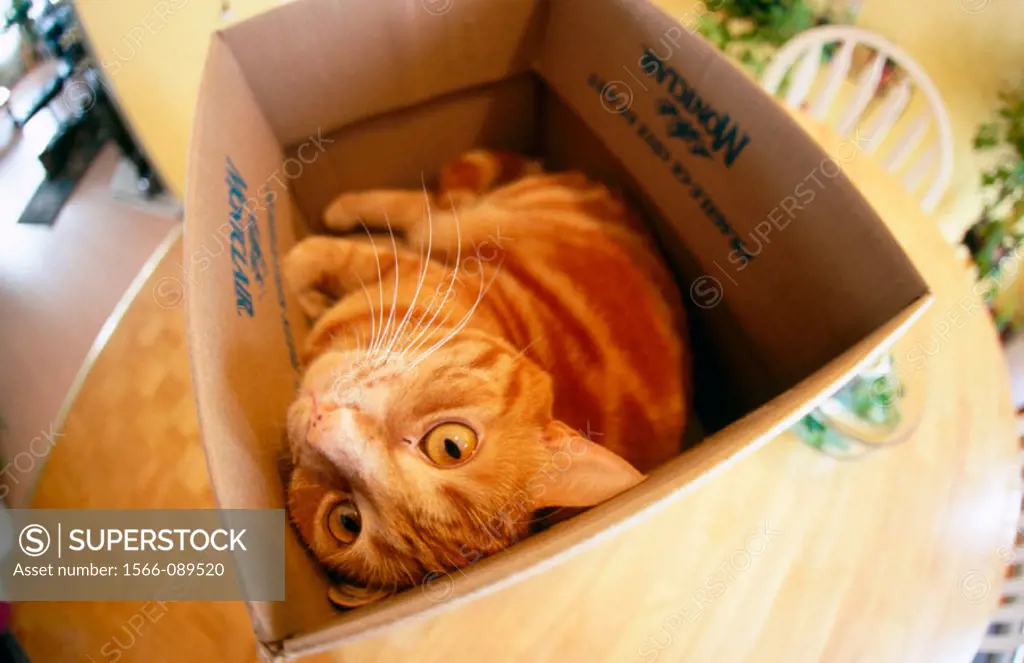 Playful cat in box