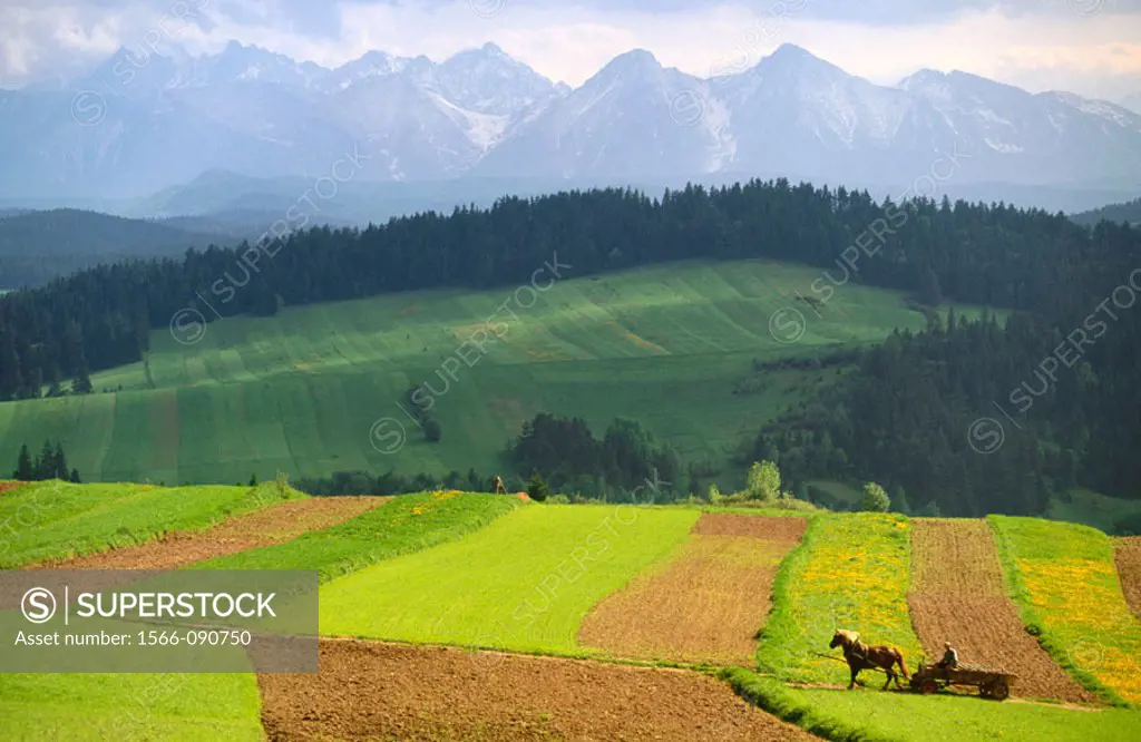 Rolling fields and Tatra Mountains by Sromowce Wyzne. The Pieniny. Carpathian Mountains. Poland