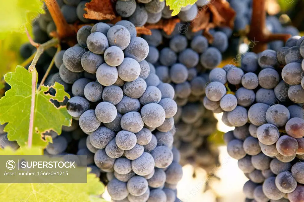 ´Chardonnay´ Grapes from Yountville (Napa Valley). California, USA