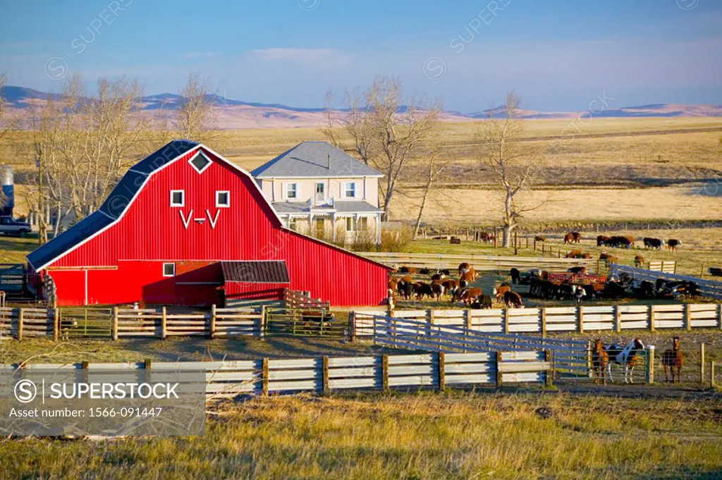 Red barn and ranch in the morning. Pincher Creek. Alberta, Canada