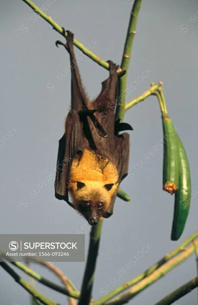 Comores Flying Fox (Pteropus seychellensis)