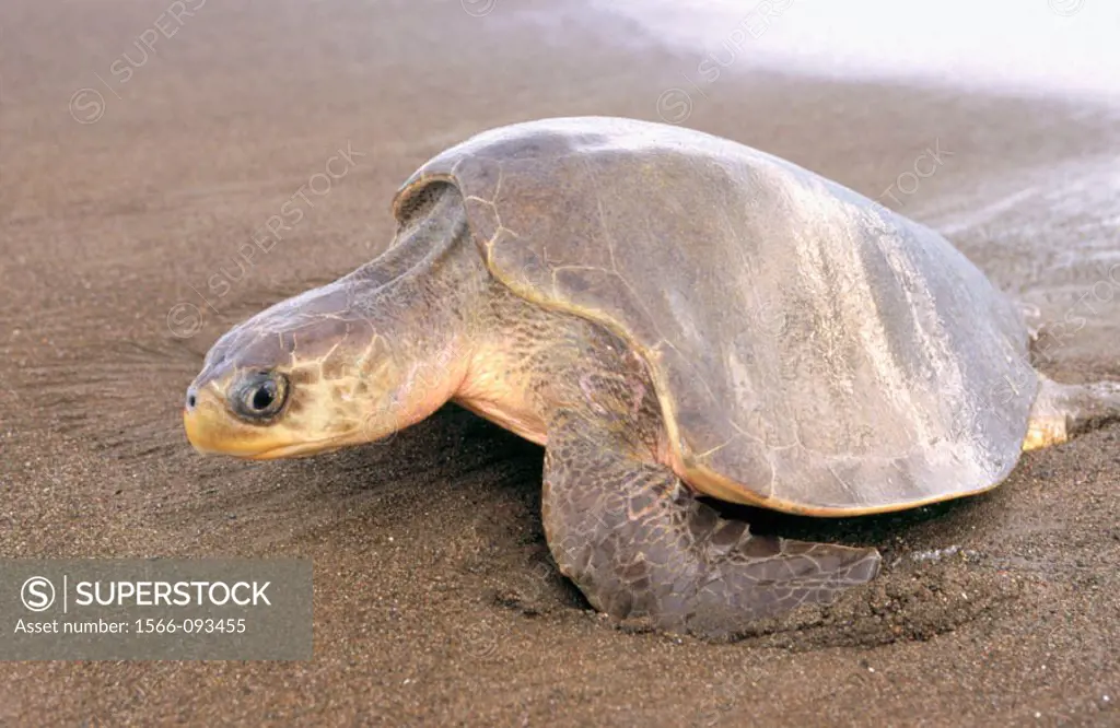 Olive Ridley Sea Turtle (Lepidochelys olivacea)