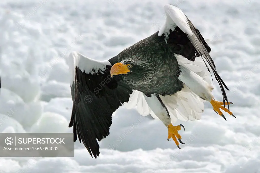 Steller´s Sea-Eagle (Haliaeetus pelagicus)