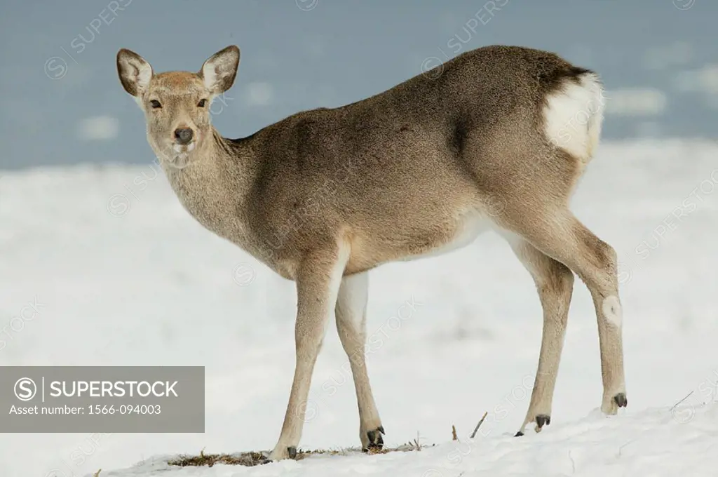 Sika Deer (Cervus nippon). Hokkaido, Japan