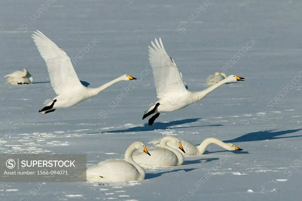 Whooper Swans (Cygnus cygnus). Hokkaido, Japan