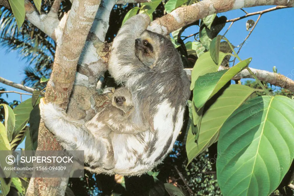 Three-toed Sloth (Bradypus torquatus)