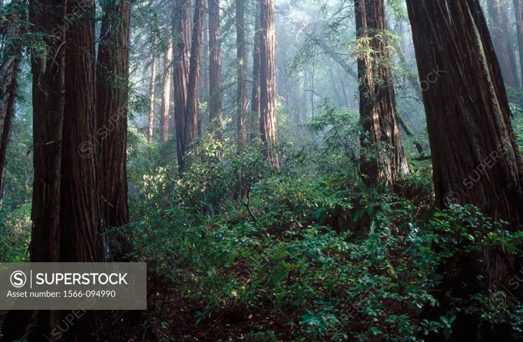 Sunlight filtering into the forest. Muir Woods National Monument. Marin County. California. USA