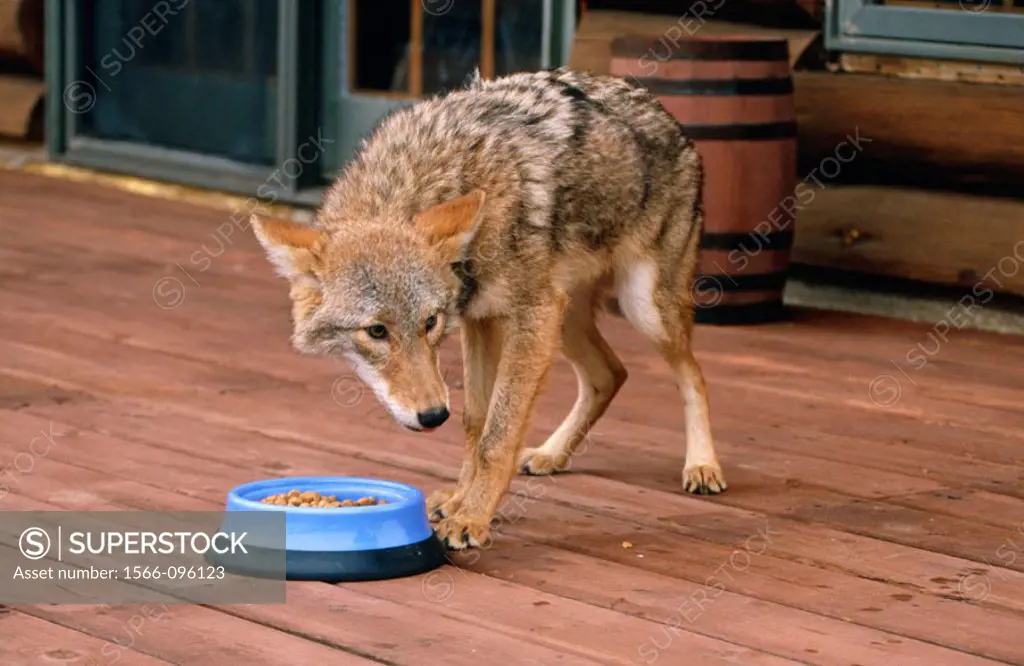 Coyote (Canis latrans) eating dog food on the deck of a rural home. Minnesota, USA