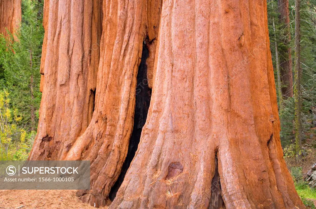 Sequoia trunks at Grant Grove, Kings Canyon National Park, California
