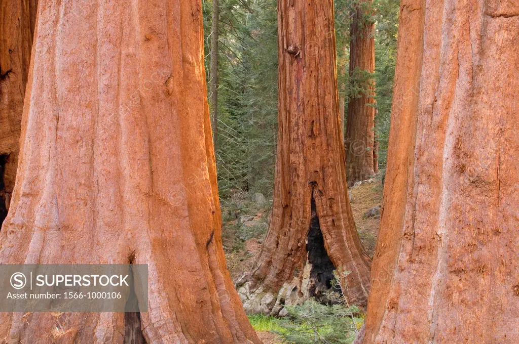 Sequoia Sequoia sempervirens trunks at Grant Grove, Kings Canyon National Park, California