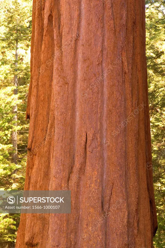 Sequoia Sequoia sempervirens trunk at Grant Grove, Kings Canyon National Park, California