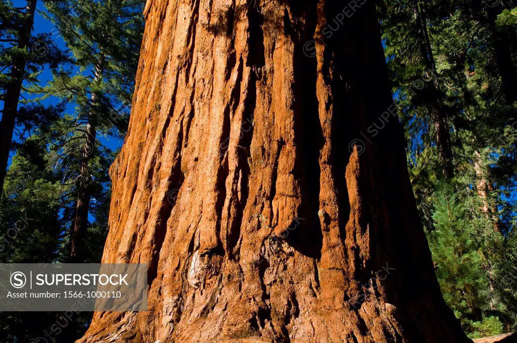 General Grant Tree, Kings Canyon National Park, California
