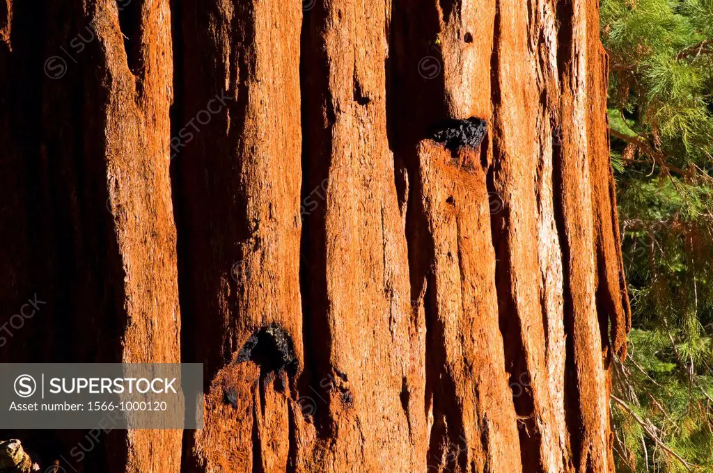 Sequoia Sequoia sempervirens trunk at Grant Grove, Kings Canyon National Park, California