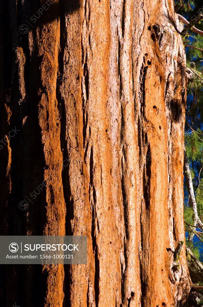 Sequoia Sequoia sempervirens trunk at Grant Grove, Kings Canyon National Park, California