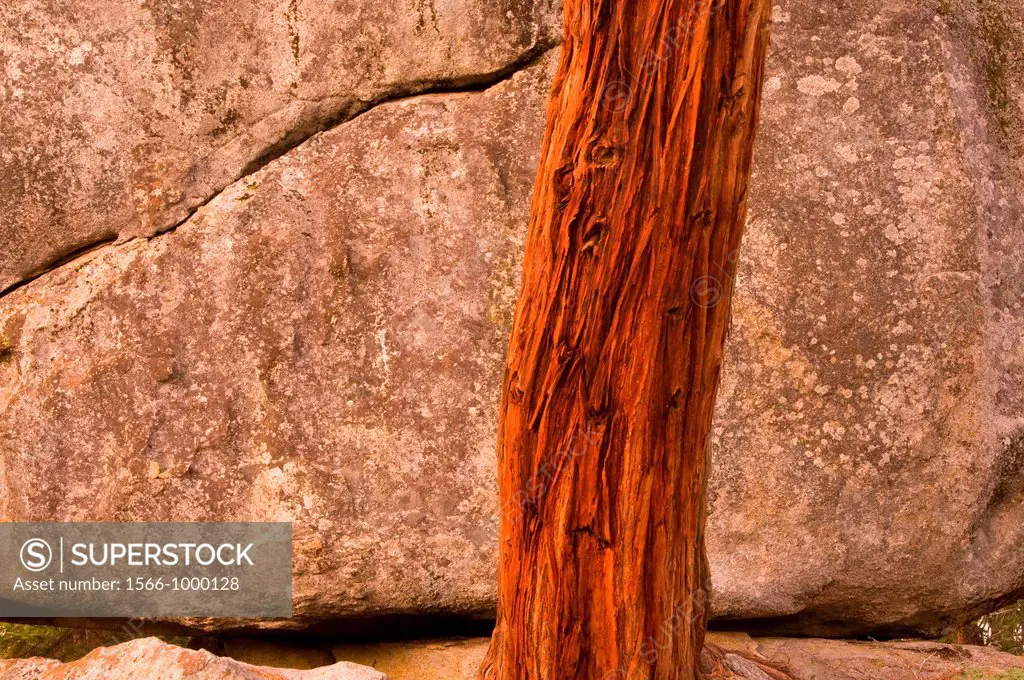 Cedar trunk by boulder on Buena Vista Peak Trail, Kings Canyon National Park, CA