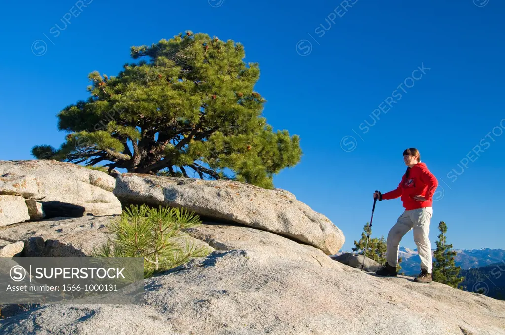 Jeffrey pine Pinus jeffreyi on Buena Vista Peak, Kings Canyon National Park, CA