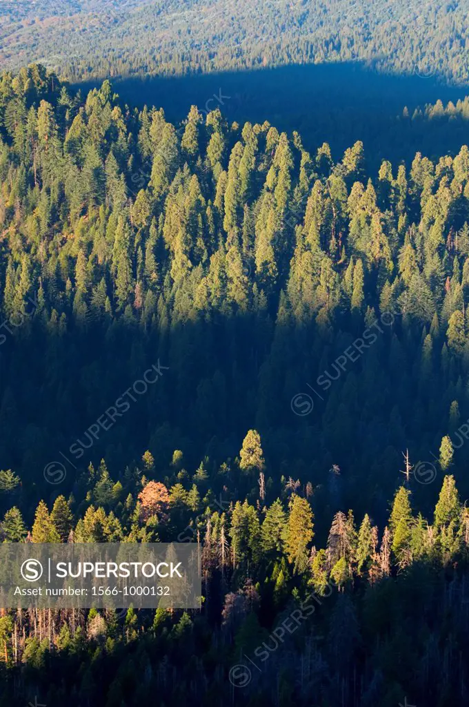 Redwood Mountain Grove from Buena Vista Peak, Kings Canyon National Park, California