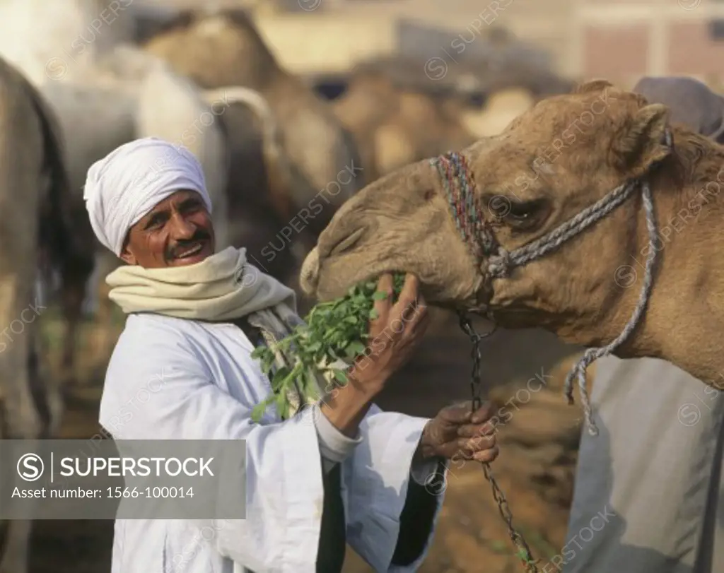 Camels market near Cairo, Egypt