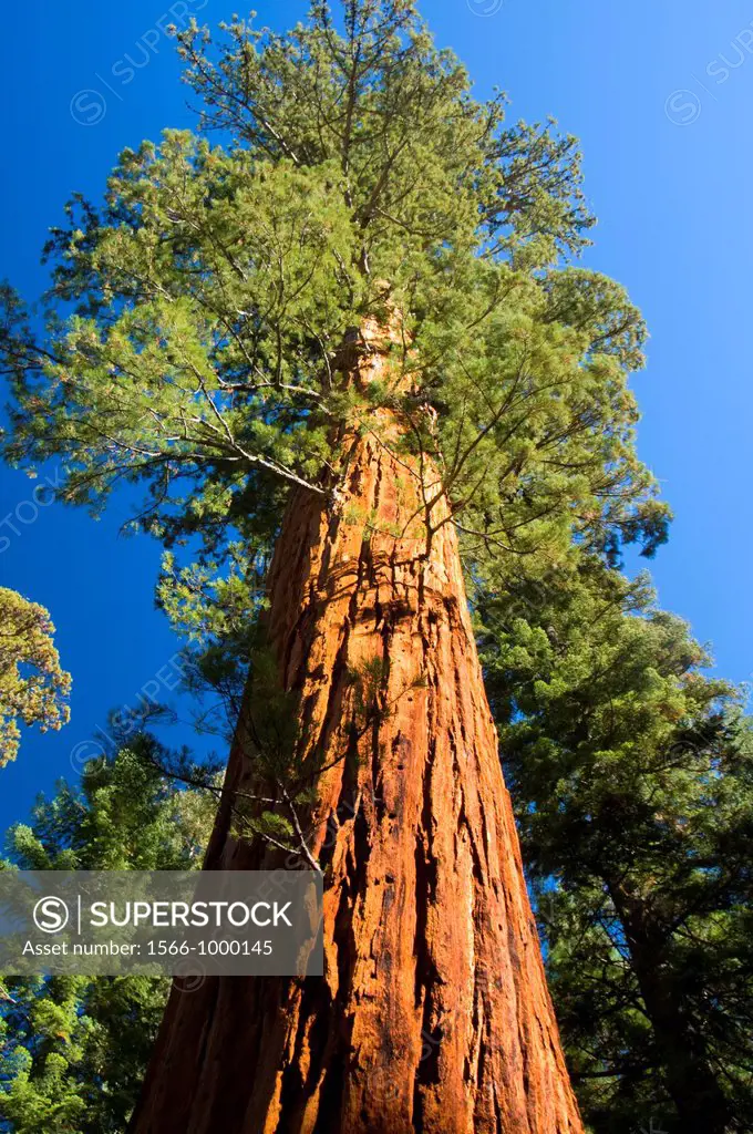 Sequoia trunk at Giant Forest on Big Trees Trail, Sequoia National Park, California