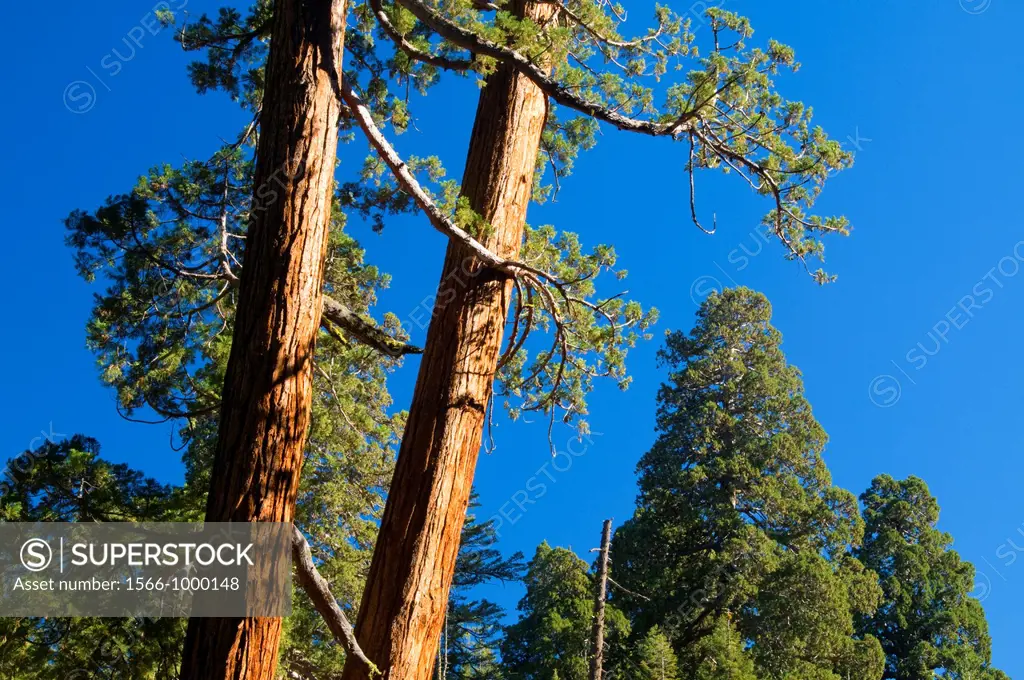 Sequoia at Giant Forest on Big Trees Trail, Sequoia National Park, California