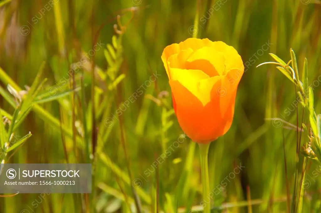 California poppy, Santa Rosa Plateau Ecological Preserve, California